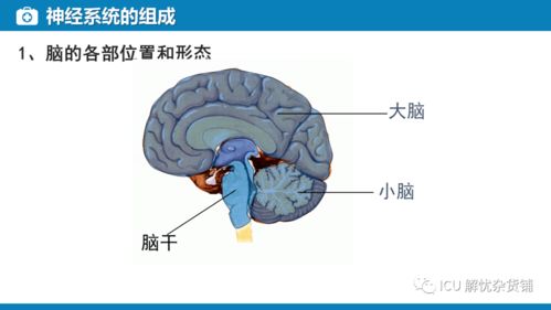 神經系統的監測與管理在肝癌診療中的新視野——兼論血漿microRNA標志物檢測報告系統的整合應用