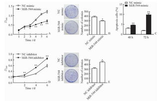 microRNA-544在肝癌組織中的表達及其對肝癌細胞惡性生物學行為的影響